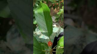 紅きらりが一番うまかった！！さくらんぼ狩り