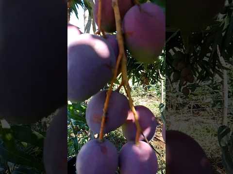 às belezas do nordeste,, sitio boa vista Tavares PB,, sertão paraibano!