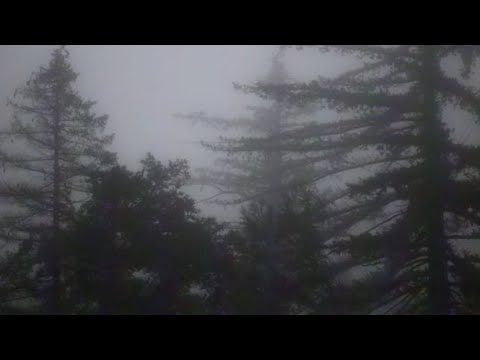 Video thumbnail for a fern leaf