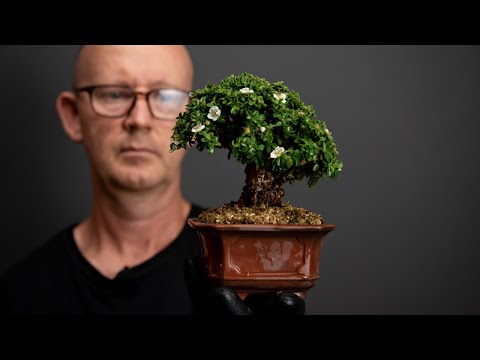 Cutting grown Cotoneaster gets a Bigei pot