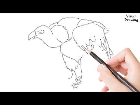 Turkey Vulture Drawing Easy, How To Draw A Turkey...