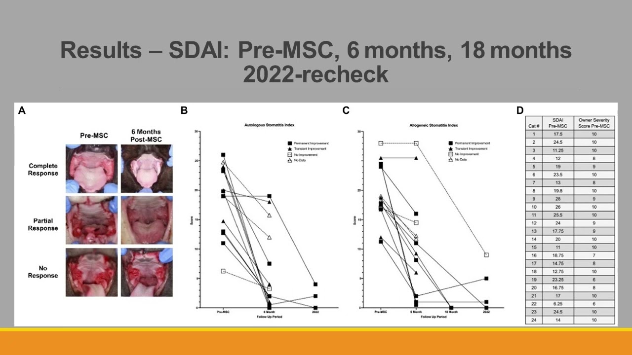 Mesenchymal Stromal Cell Therapy for Feline Chronic Gingivostomatitis  a 10 year Retrospective Study