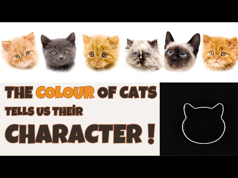 Types of Cats According to the Color of Their Fur - Cat's Knowhow