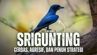 Download lagu The Srigunting Bird: A Symbol of Intelligence in the Animal World mp3