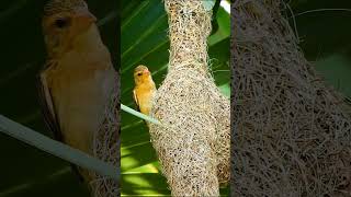 Download lagu Bird watching: Weaver birds build intricate nests for adorable chicks. [20M views] mp3