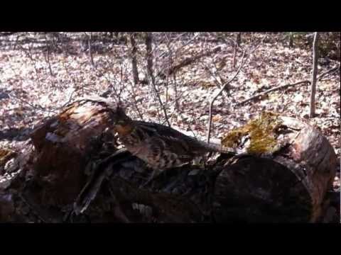 Woodley, the Ruffed Grouse near Bancroft, ON