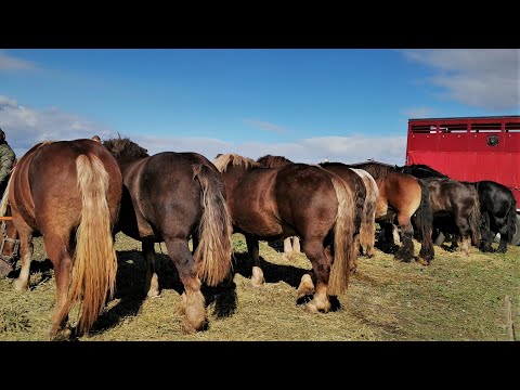 Caii lui Anghel de la Bulgăruș -Timiș