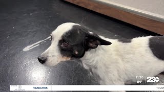 Wag Wednesday: Meet Nimbus from Bakersfield Animal Care Center