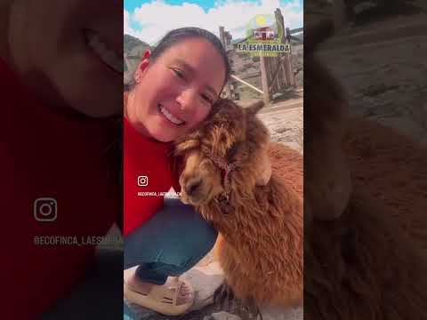 Venta hermosa finca en Anzoátegui Tolima