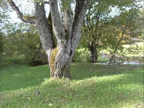 Paliec sveika, baltā bērzu birze  -  Farewell, the White Birch Grove