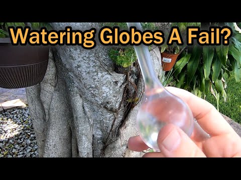 Do Watering Globes Really Work Or Are They Just A Fail? (CosCosX Automatic Watering Globes Review)