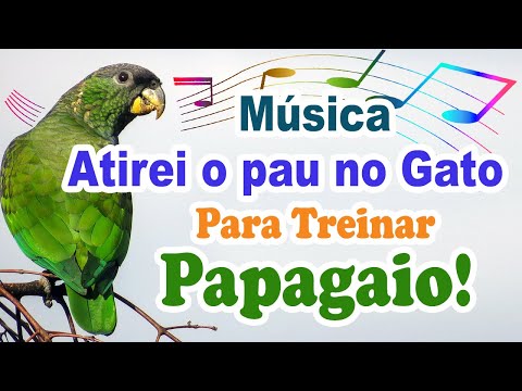 música atirei o pau no gato para ensinar papagaio - canto atirei o pau no gato para treinar papagaio