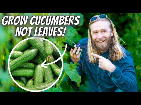 , title : 'Growing CUCUMBERS Intensively At Home for Maximum Yield and Plant Health | Step-by-Step Guide'
