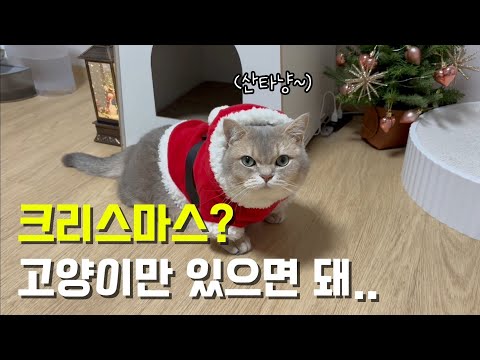 크리스마스에 고양이랑 지지고 볶고하는 영상