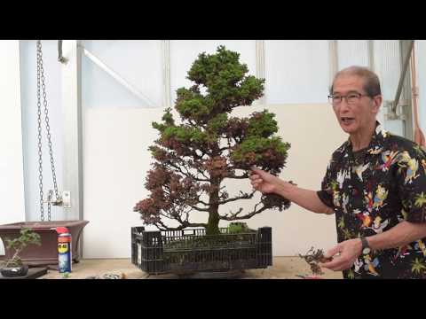 download lagu mp3 mp4 How To Save A Bonsai Tree, download lagu How To Save A Bonsai Tree gratis, unduh video klip How To Save A Bonsai Tree