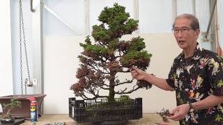 Reviving An Almost Dead Tree