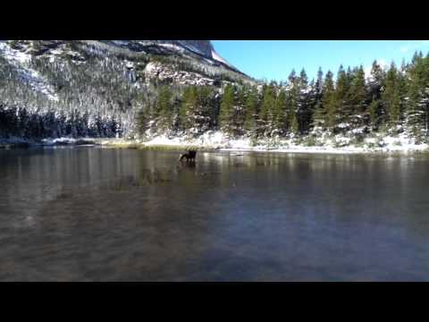 Cow moose at Fishercap Lake, GNP