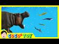 EN Hungry Hippo Doesn T Like Sea Animalsㅣcocostoy