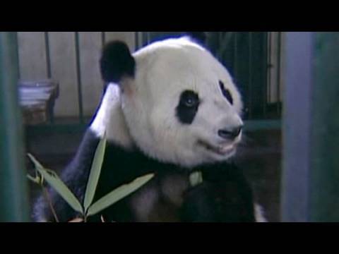 download lagu mp3 mp4 Panda Porn, download lagu Panda Porn gratis, unduh video klip Panda Porn
