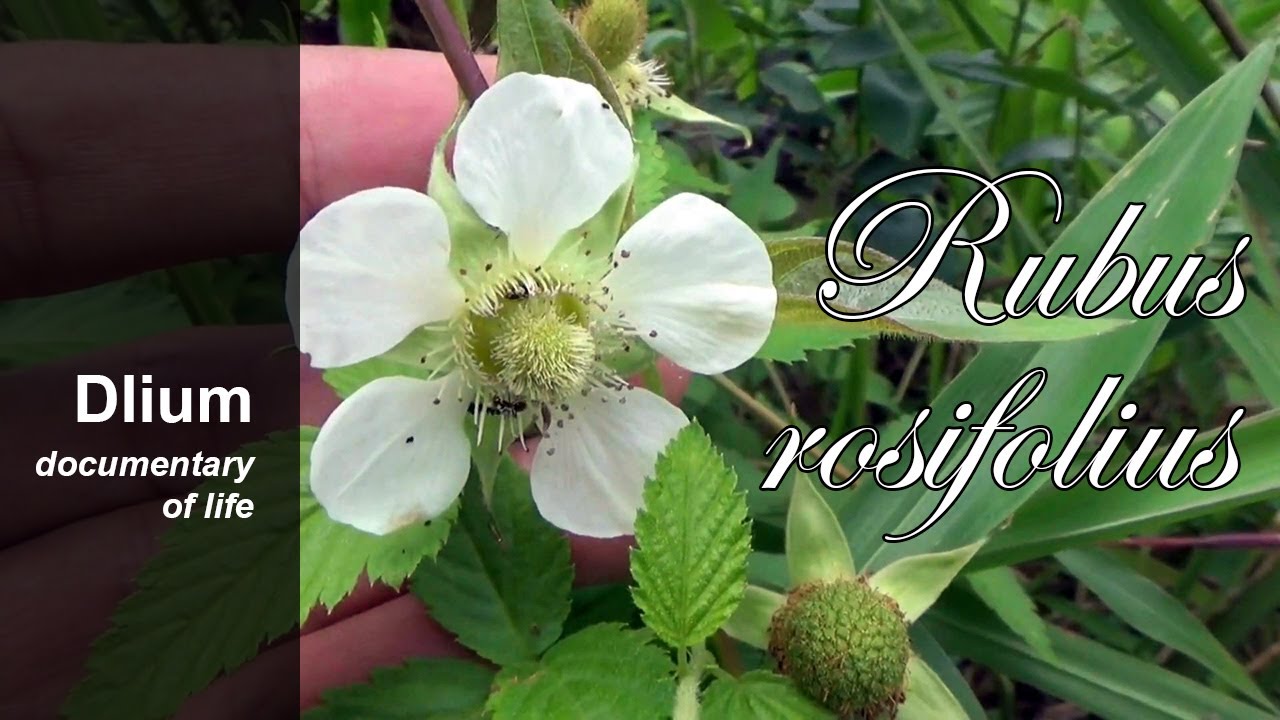Roseleaf bramble (Rubus rosifolius) - part 2 - YouTube