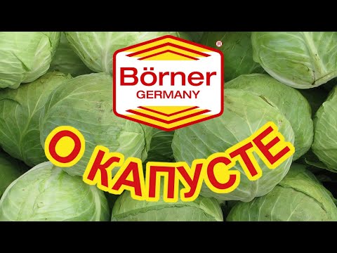 ТРЕНД и КАПУСТА урок из серии #тренд100уроков