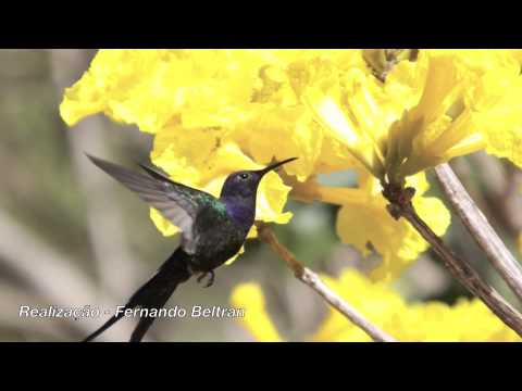 Realização - Fernando Beltran