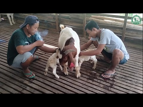 Nacimiento de una cabra Boer Fullblood en la granja | Cría de cabras en el pueblo
