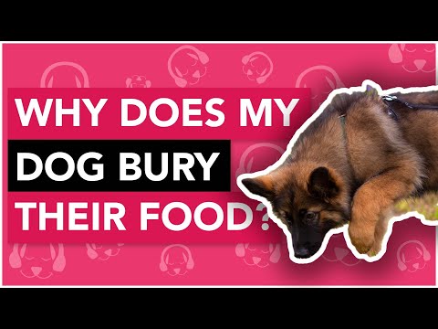 Why is My Dog Burying Food - Main Reasons!