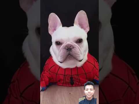 October 6th Part25 #shorts​ #funny #dog #comedy #pets #animals #animal #izhaan #cute