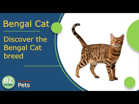 The Bengal Cat Is a Truly Unique Breed