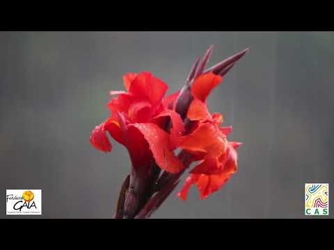 CONSERVACION OSO ANDINO DRMI GUANTIVA LA RUSIA 2018