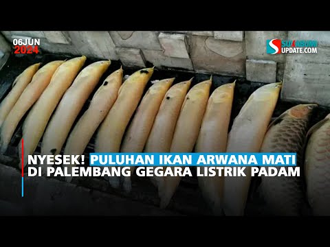 Nyesek! Puluhan Ikan Arwana Mati di Palembang Gegara Listrik Padam