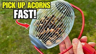 I Tested 4 Ways to Pick Up Acorns — Only ONE Actually Worked!