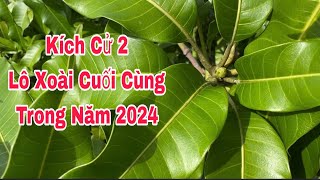 Kích Cử 2, Lô Xoài Cuối Cùng Trong Năm 2024 | VTK.CHANNEL