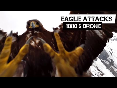 drone vs eagle