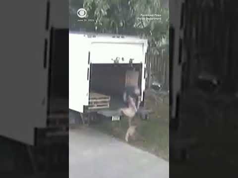 Man in custody for throwing elderly German shepherd off truck and abandoning it #shorts