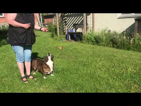 Magic hand — Absolute dogs