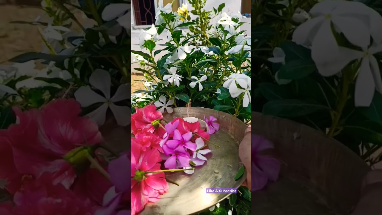 #Gardening #Puja ke liye phool #shortsfeed