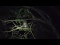 Collared Scops Owl Call