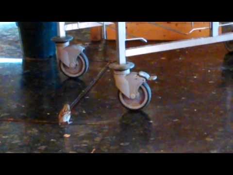 Gorriones en la cantina