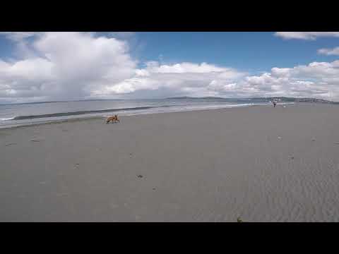 Alki Beach Dogs Low Tide -3.4ft