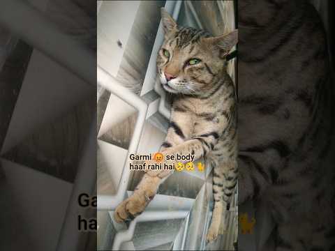 Munnu in Deep sleep 💤😴#aaditya #munnu #animals