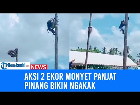 Kocak Monyet Ikut Lomba Panjat Pinang Berhadiah Kelapa Viral di Medsos