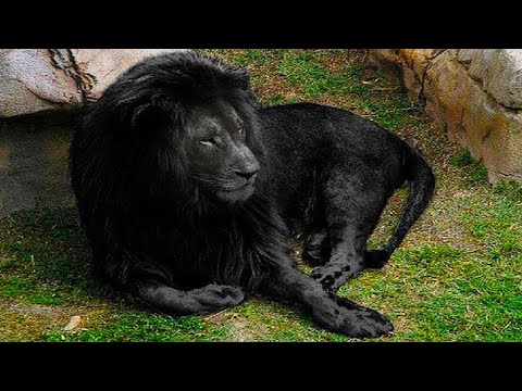 Les 9 Lions les Plus Rares au Monde
