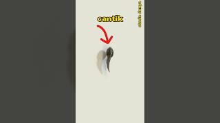 Download lagu Naughty Tadpole #shorts #animals #frogs #cute mp3