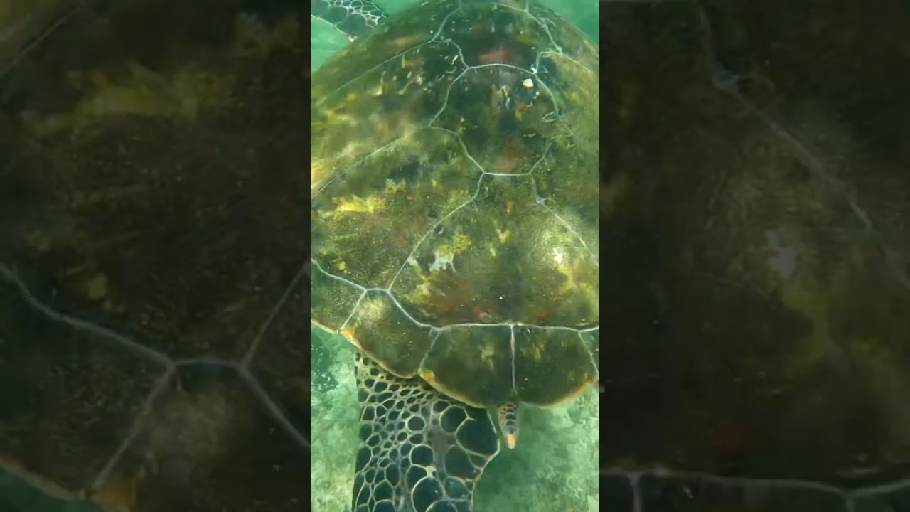 YouTube Short thumbnail