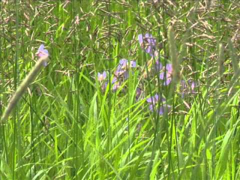 AMALIA.wmv For AMALIA RAMIREZ