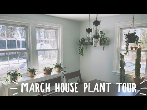 march houseplant tour! | easy care plants!