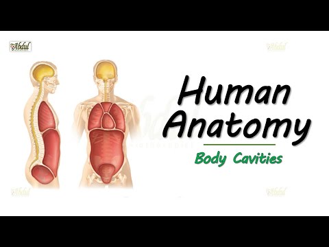 Human Anatomy - Body Cavities (Easy explanation for Medical and Allied Healthcare Students..)