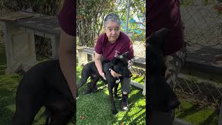 Video preview image #1 Labrador Retriever Puppy For Sale in Pasadena, CA, USA